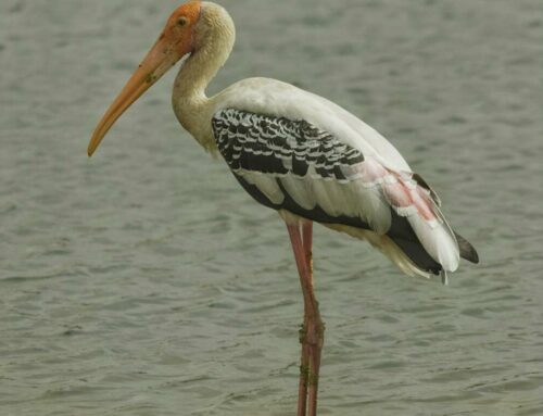 Einfache Schritte zur Erstellung ansprechender Facebook-Anzeigen