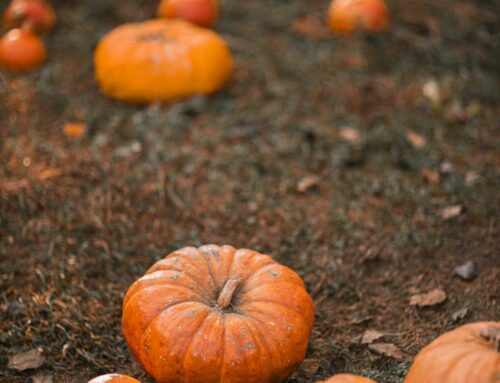 Apps essenciais para aprimorar a estética do Instagram