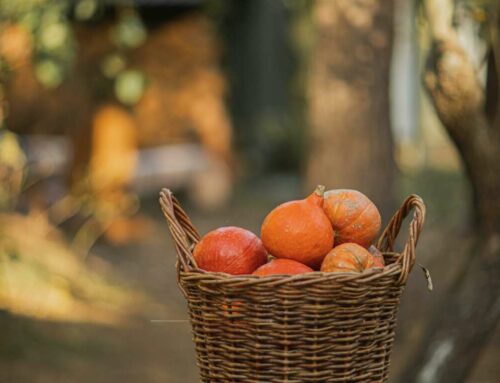 Top 5 Dicas para Melhorar a Bio do Instagram e Aumentar sua Marca